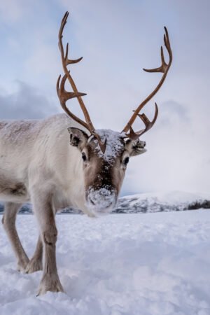 Finsk Online Grammatik